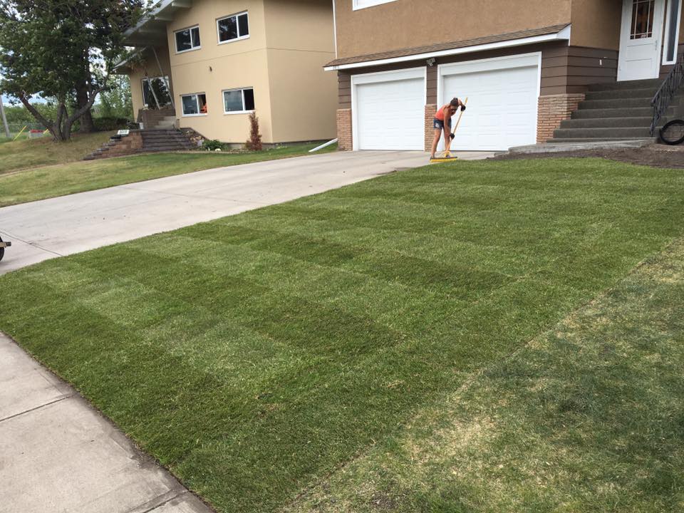 Choosing the Right Sod: A Comparison of 100% Kentucky Bluegrass, 100% Creeping Fescue, and 50/50 Bluegrass and Fescue Blend