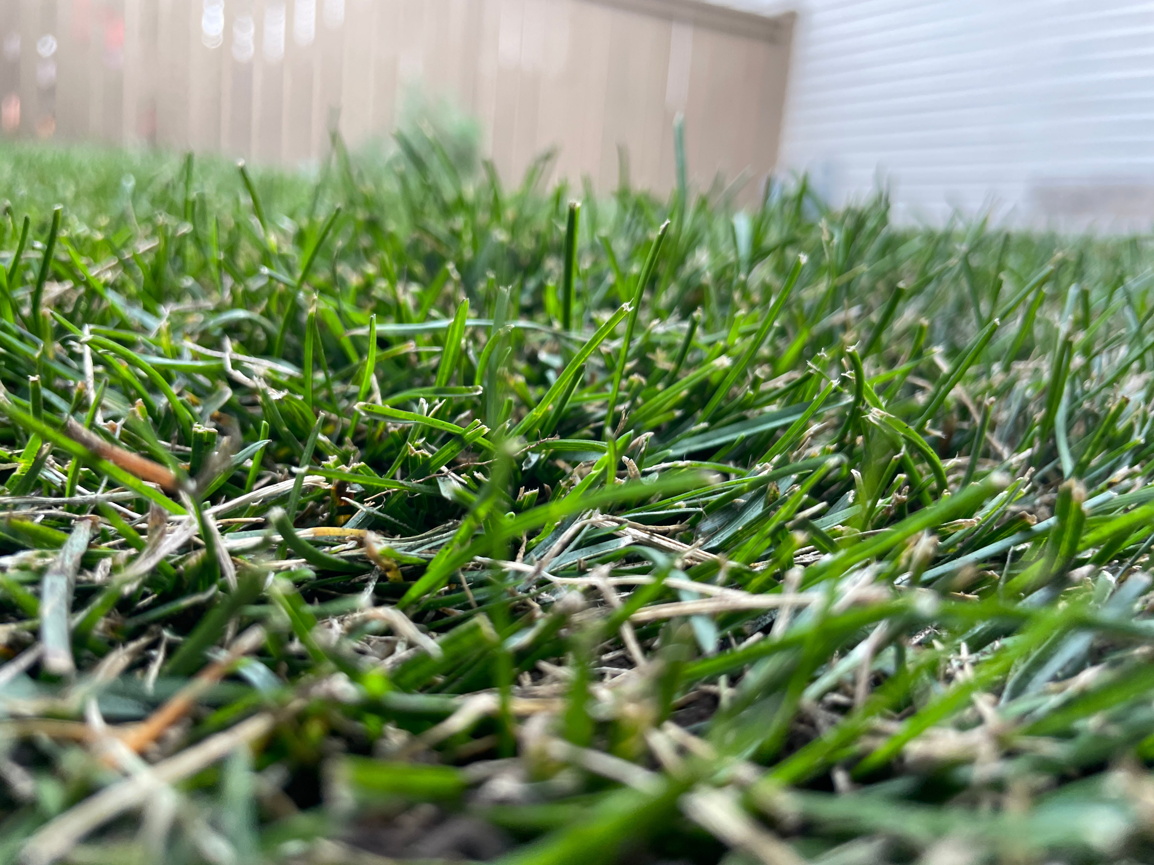 Evaluating Sod Quality: What to Look for Before Installation – The ...