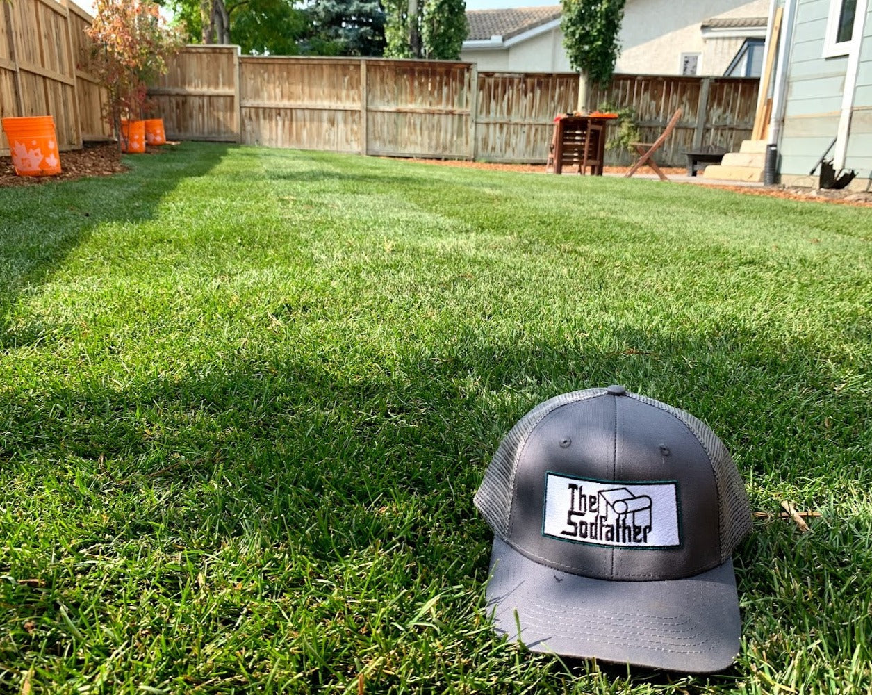 an up close look at kentucky bluegrass sod