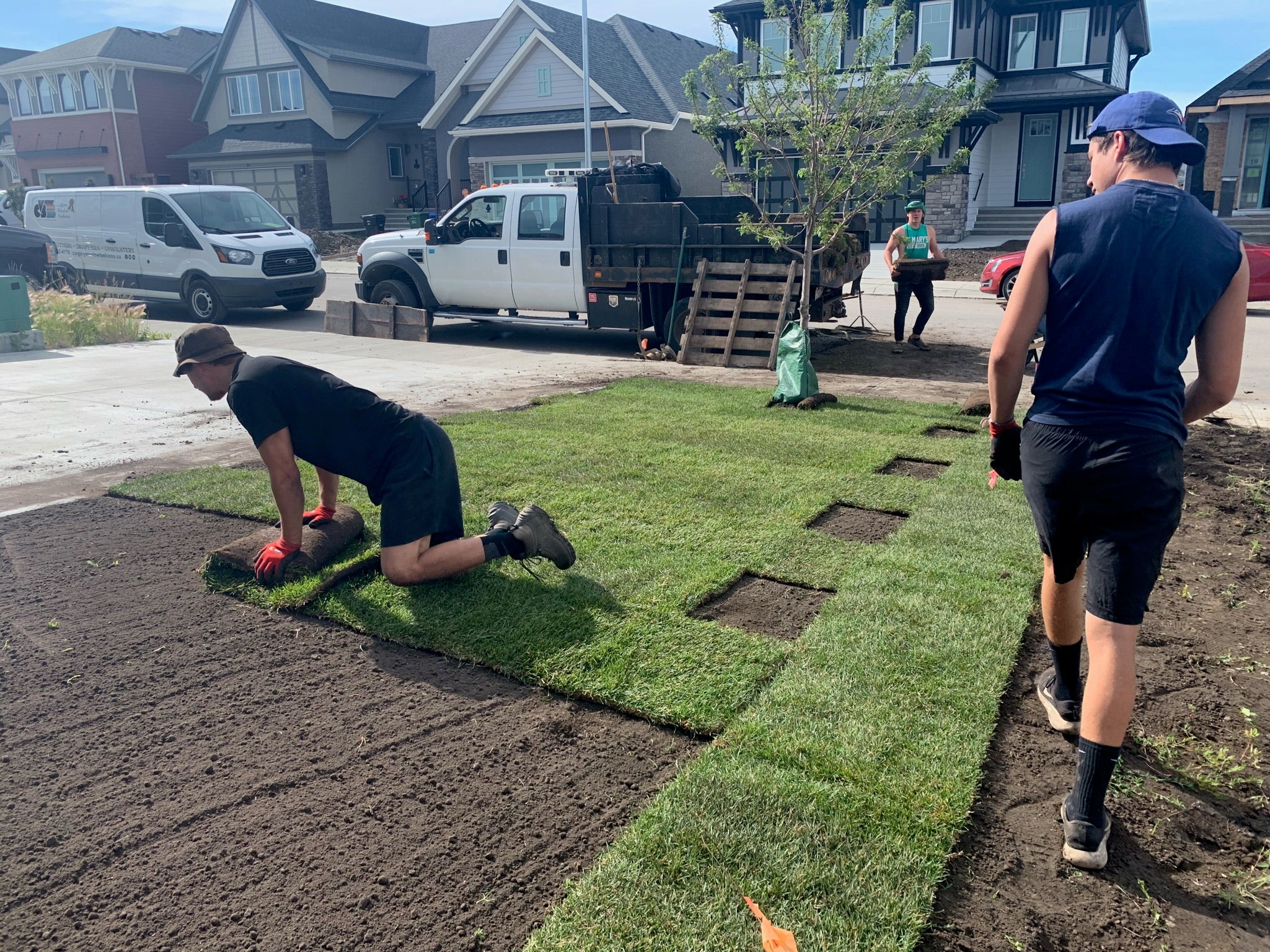 a crew of landscapers are installing sod on a residential property in Calgary