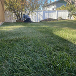 it is important to install the right sod for the conditions. In full shade, we use Sodfather's Water Wise BlueFescue Sod